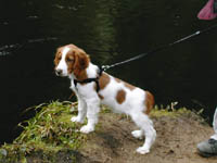 Picture 3 - Introducing Lenin the adorable Springer Spaniel